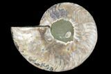 Agatized Ammonite Fossil (Half) - Madagascar #88267-1